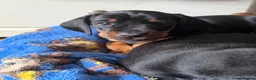 Miniature Dachshund dogs for sale: Short Haired Miniature Dachshund Puppies - Advert 5