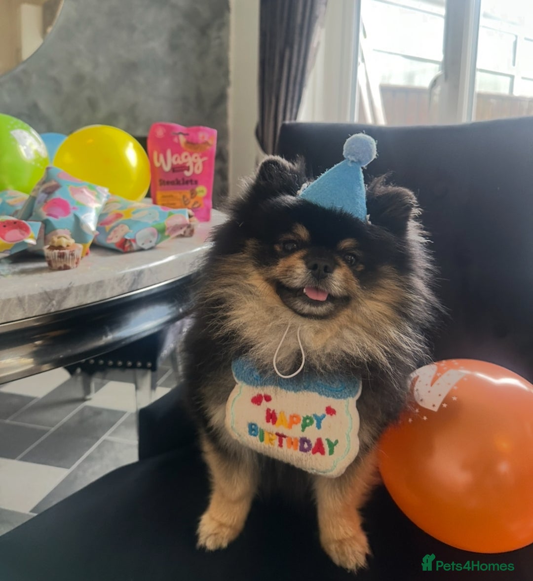 Pomeranian dogs for stud: Gorgeous Teddy bear tri coloured stud - Advert 8