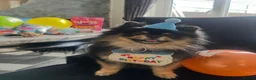 Pomeranian dogs for stud: Gorgeous Teddy bear Pomeranian tri coloured stud - Advert 12