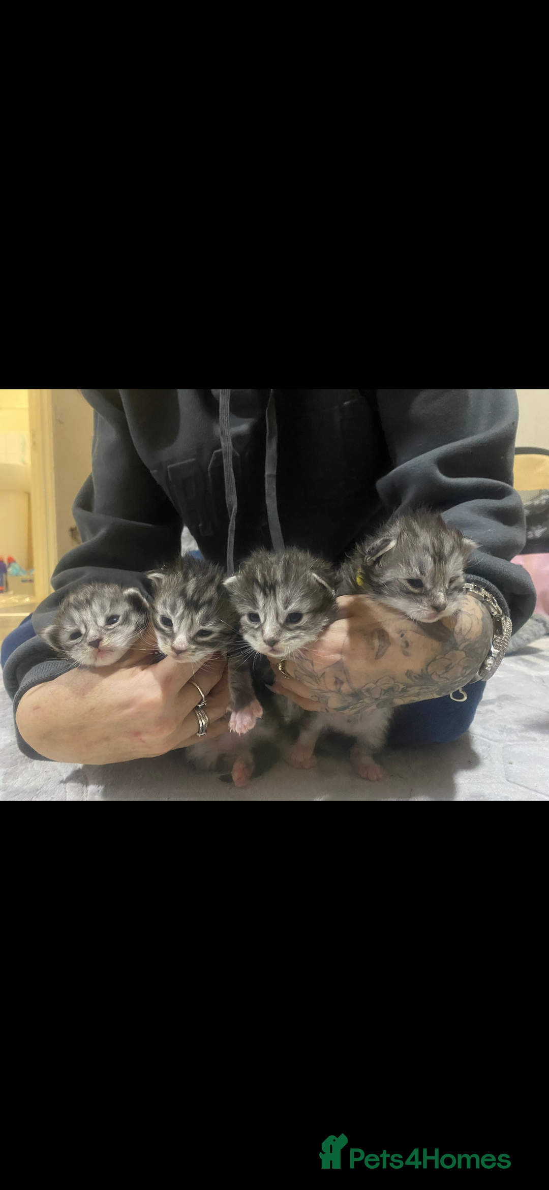 Maine Coon cats for sale: Beautiful Black/silver mackerel  tabby Maine coons - Advert 19