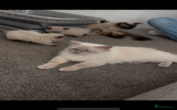 Ragdoll cats for sale: Beautiful Ragdoll kittens  - Image 11