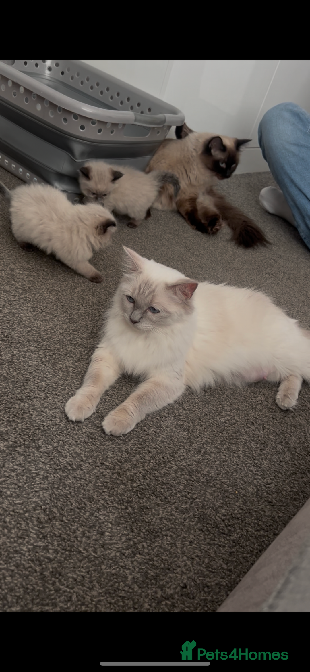 Ragdoll cats for sale: Beautiful Ragdoll kittens  - Image 11
