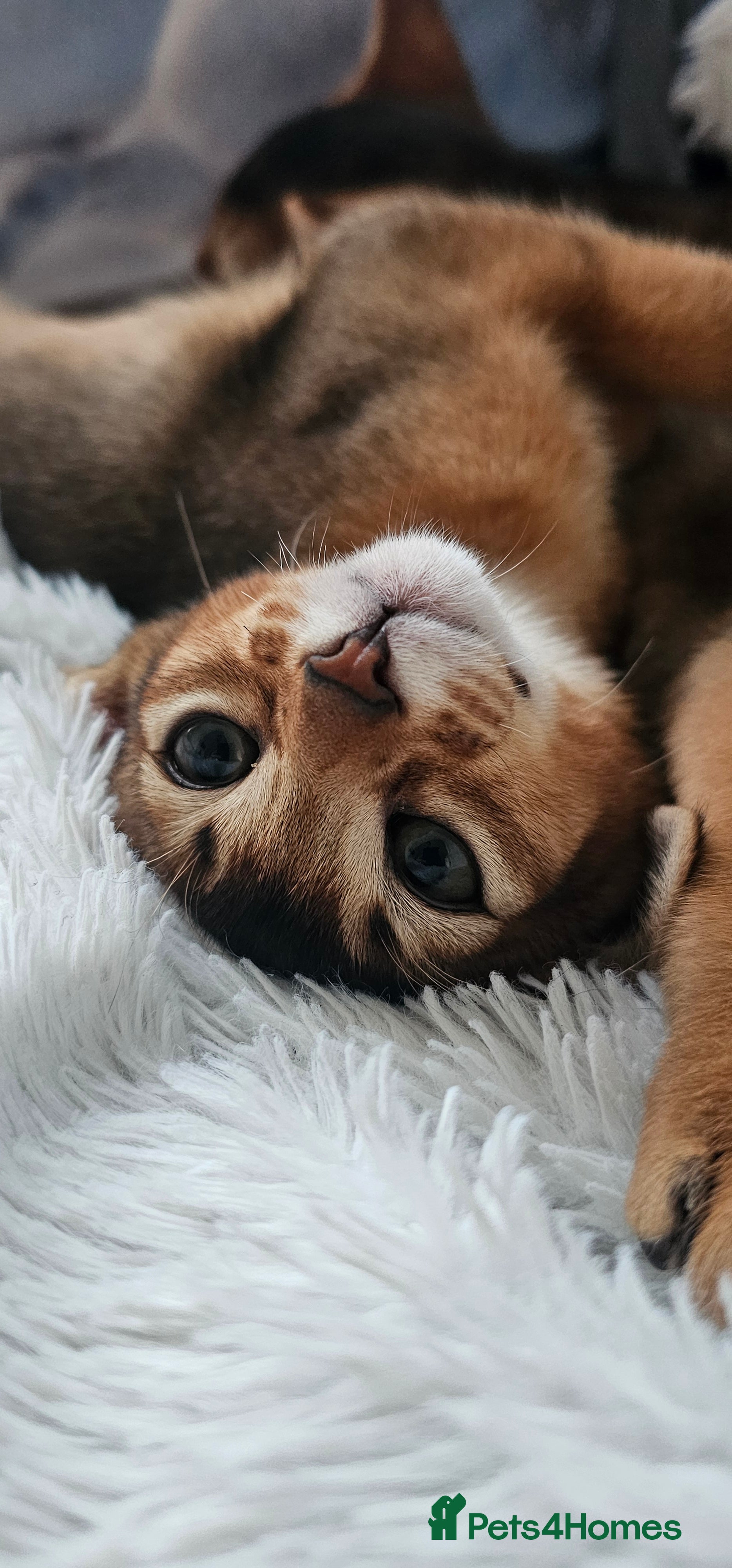 Abyssinian cats Abyssinian kittens for sale left 2kittens - Advert 2