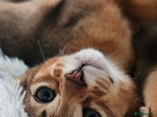 Abyssinian cats Abyssinian kittens for sale left 2kittens - Advert 2