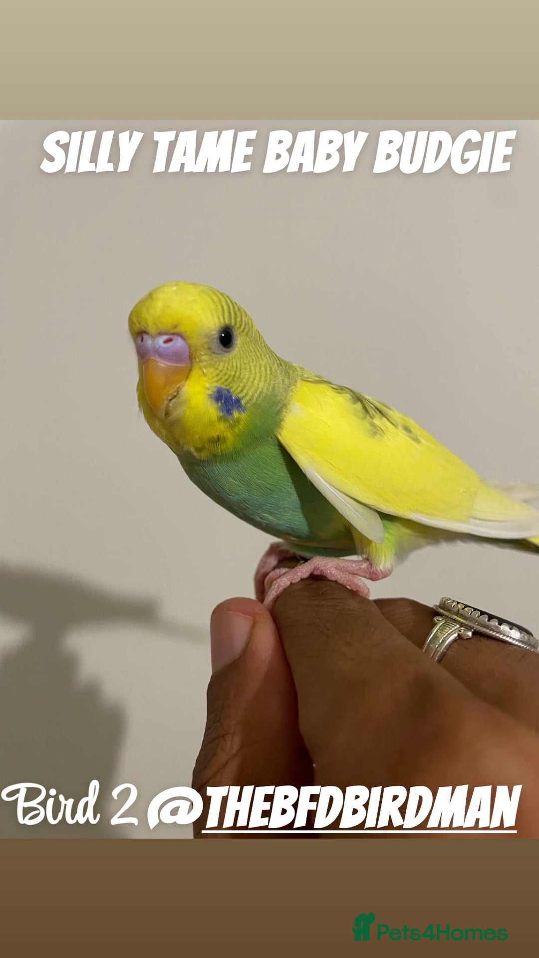 Budgerigars birds for sale: 100% SILLY TAME BABY BUDGIES - Image 2