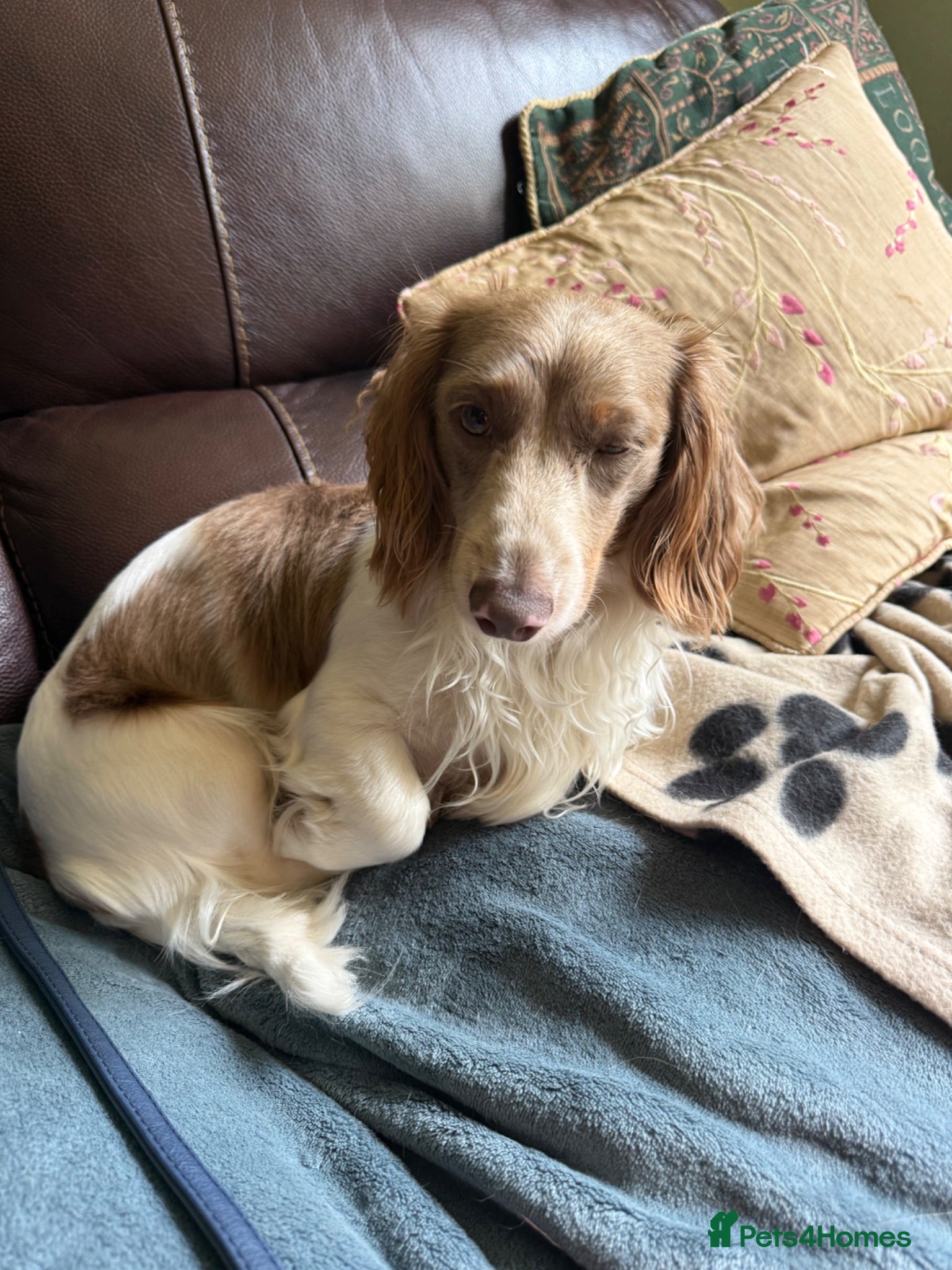 Miniature Dachshund dogs Isabella piebald miniature long haired dachshund - Advert 1