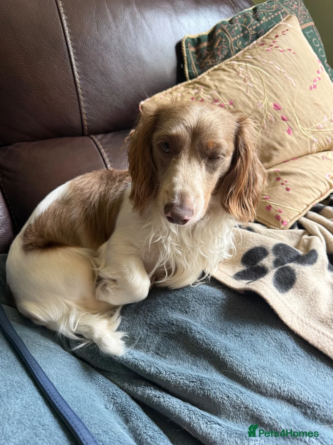 Miniature Dachshund dogs for sale: Isabella piebald miniature long haired dachshund in Newcastle upon Tyne - Advert 1