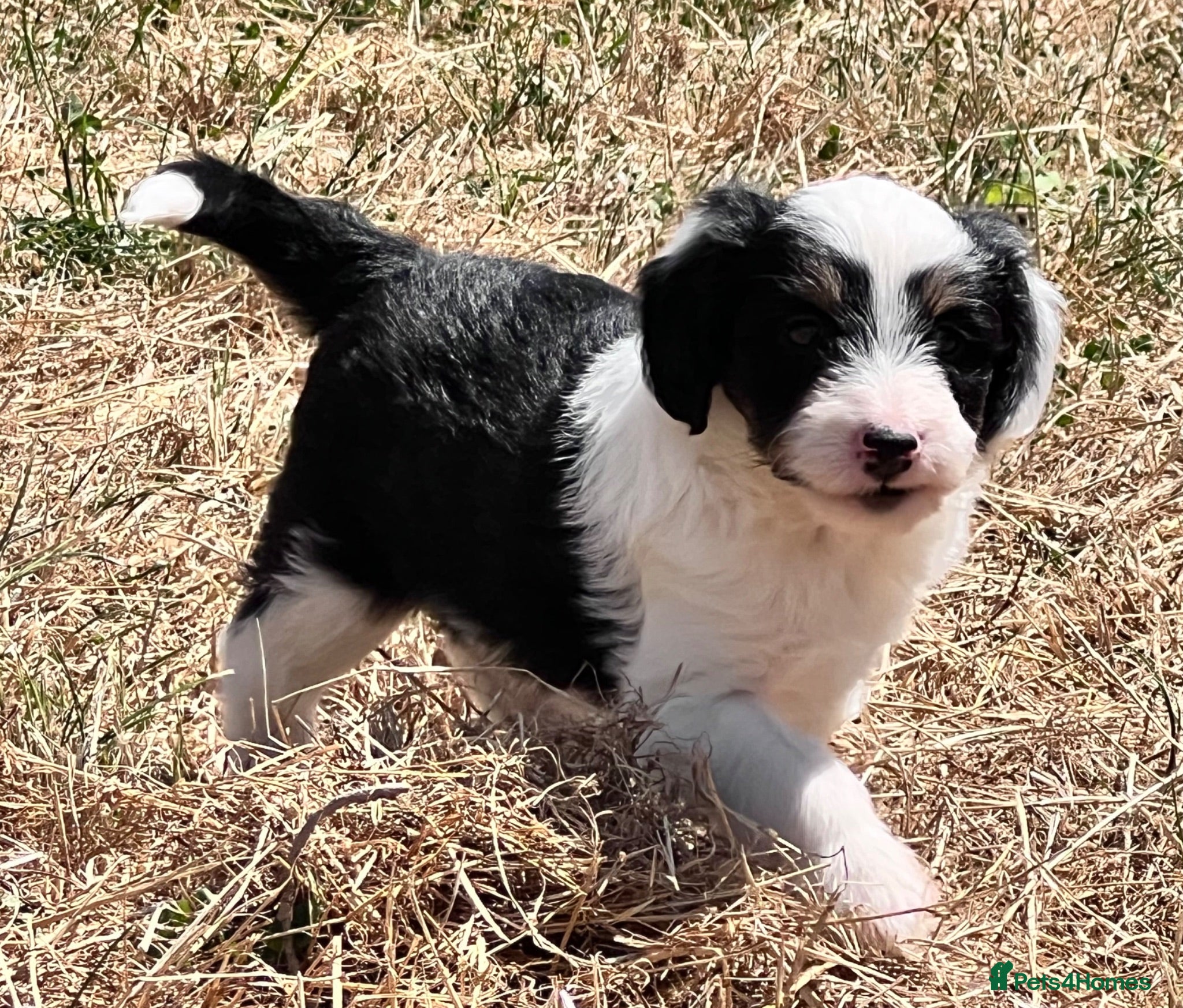 Mixed Breed dogs Lassie/Border Collie X Toy Poodle puppies - Advert 1