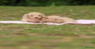 Dachshund dogs - Advert 6