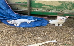 Siamese cats for sale: Stunning Siamese X Ragdoll kittens  - Image 14