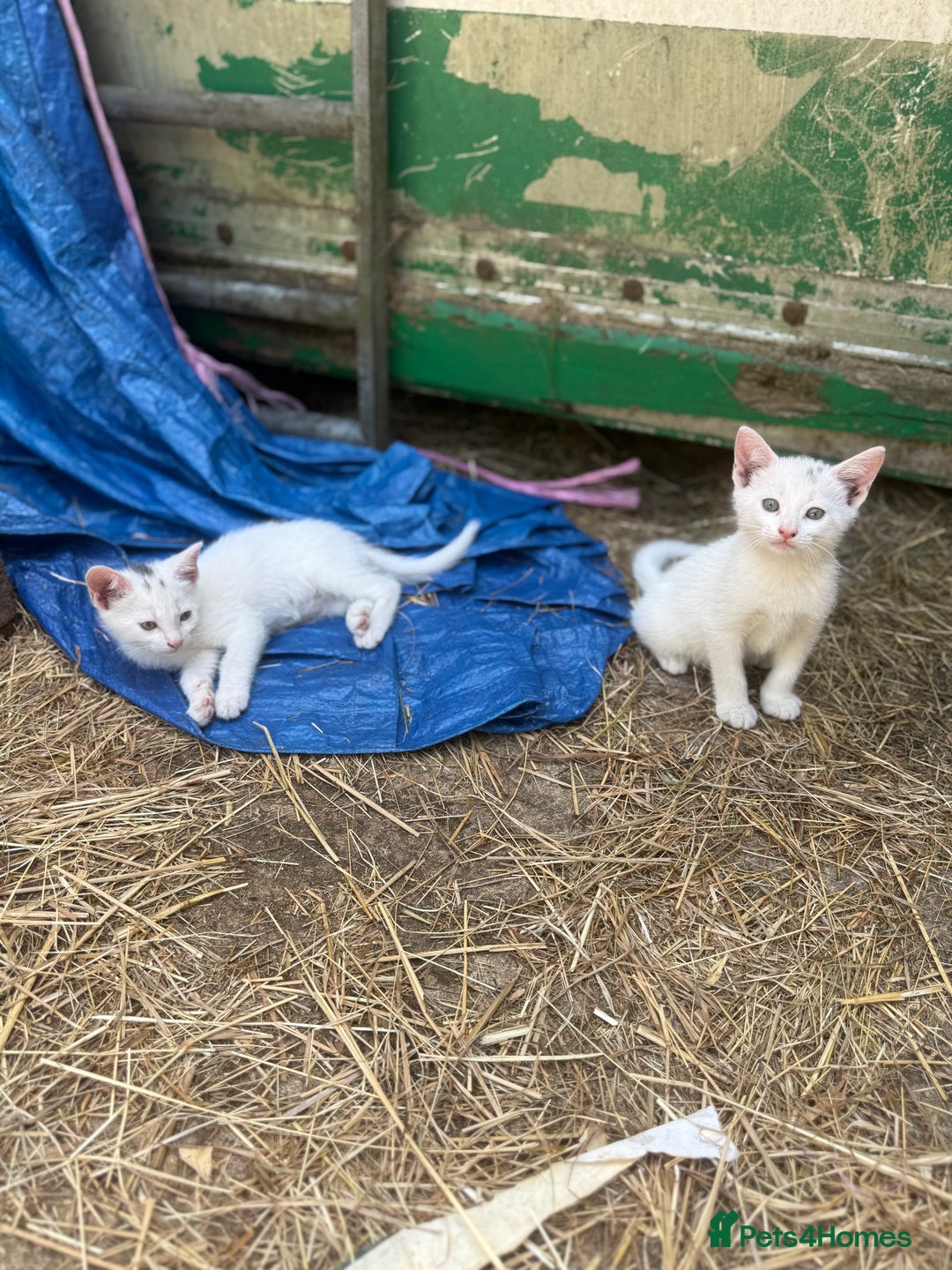 Siamese cats for sale: Stunning Siamese X Ragdoll kittens  - Image 14