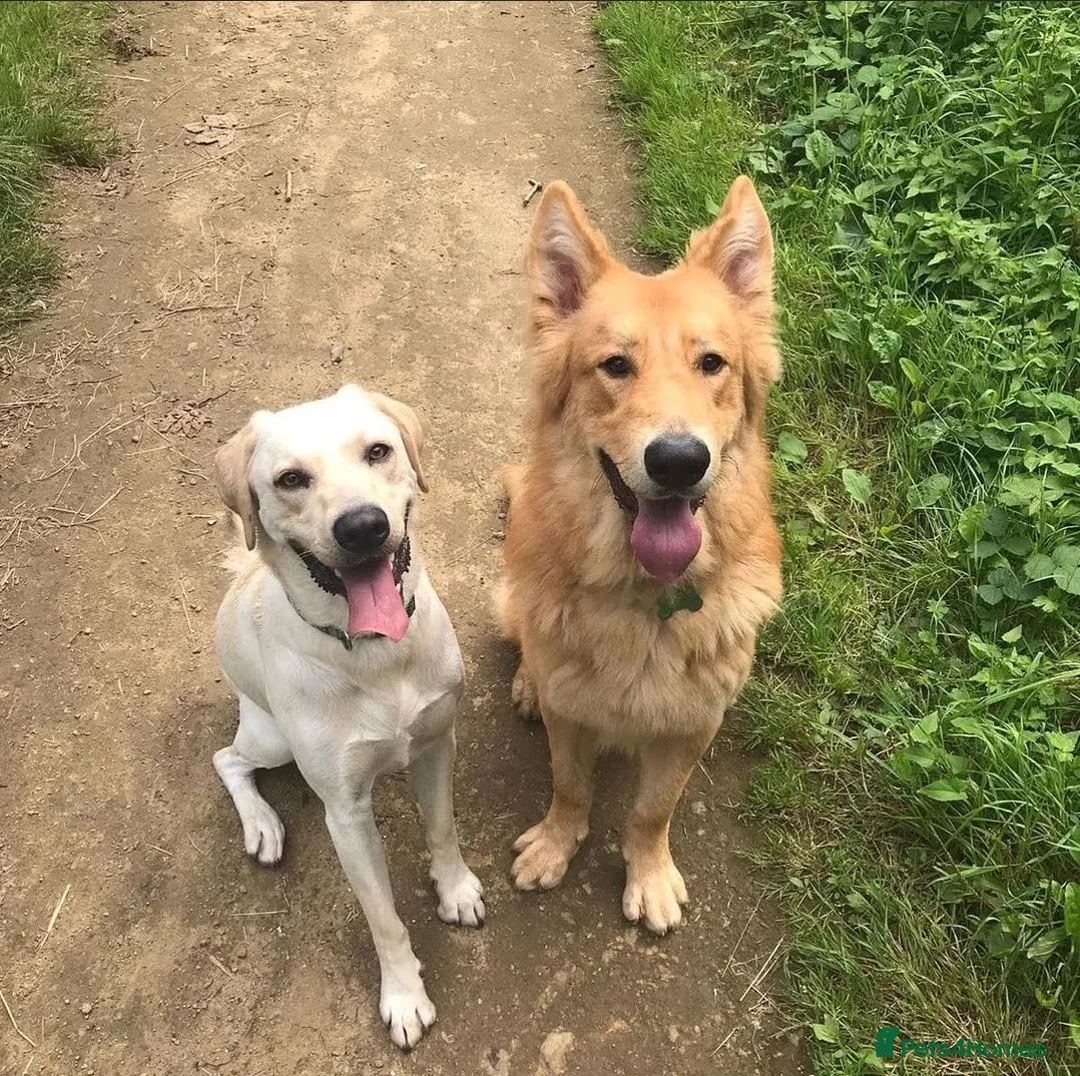 German Shepherd dogs for sale: Rehoming 2 Dogs - Advert 2