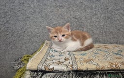 Mixed Breed cats for sale: Friendly kitten - Image 7