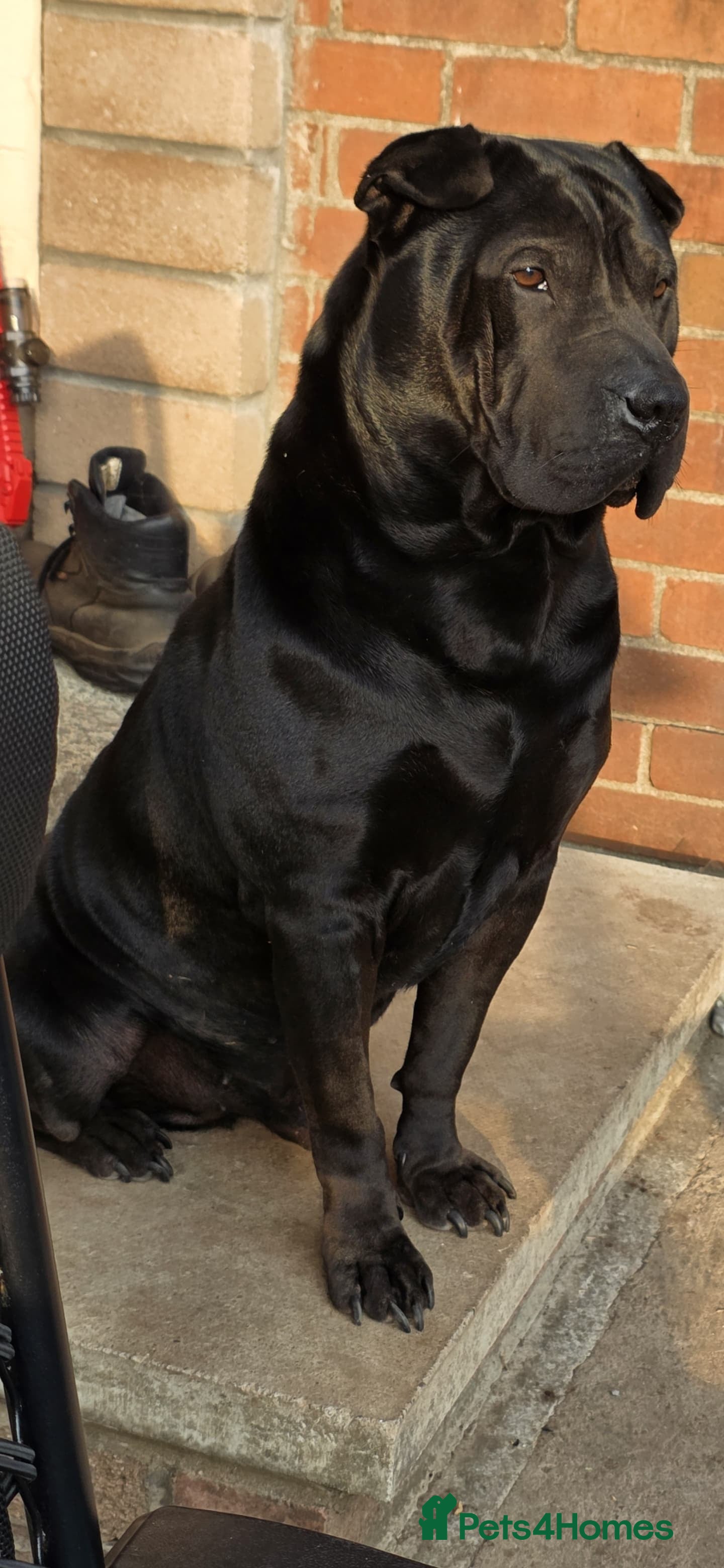 Shar Pei dogs Shar pei cross rottweiler  - Advert 1