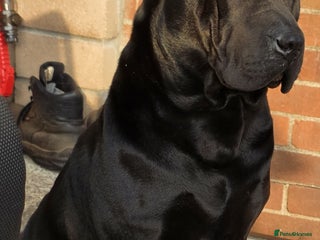 Shar Pei dogs Shar pei cross rottweiler - Advert 9