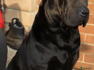 Shar Pei dogs Shar pei cross rottweiler - Advert 1