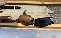 Mixed Breed dogs for sale: Boxsla (Boxer/Vizsla)  - Image 14