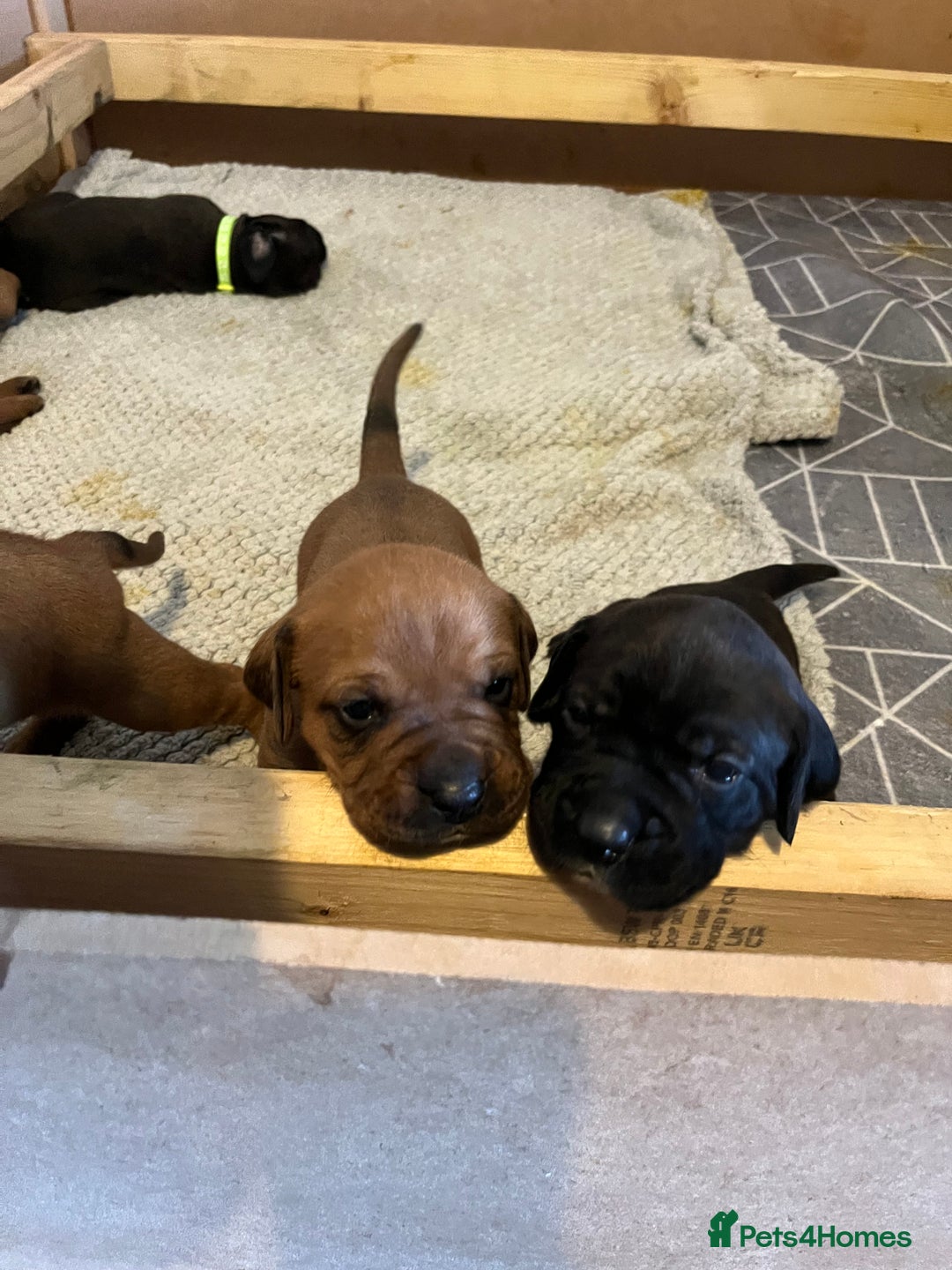 Mixed Breed dogs for sale: Boxsla (Boxer/Vizsla)  - Image 14