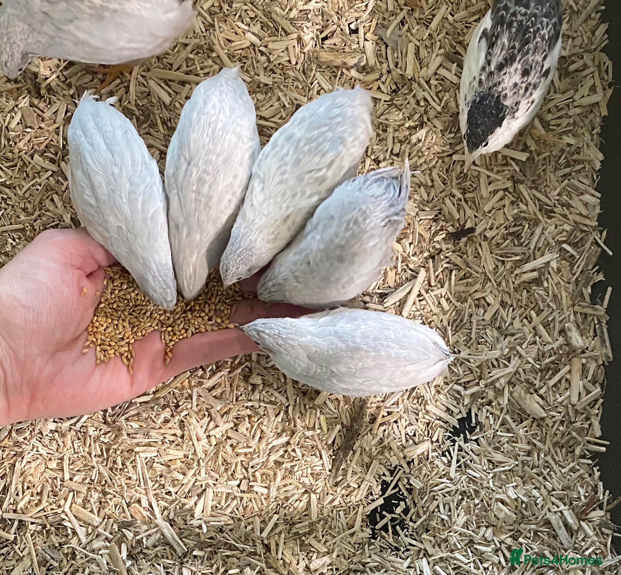 Quail poultry 5 Pairs of Adult Button Quail (pls read all info) - Advert 1