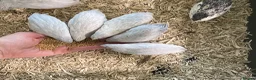 Quail poultry for sale: 5 Pairs of Adult Button Quail (pls read all info) - Advert 1