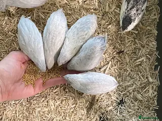Quail poultry 5 Pairs of Adult Button Quail (pls read all info) - Advert 3