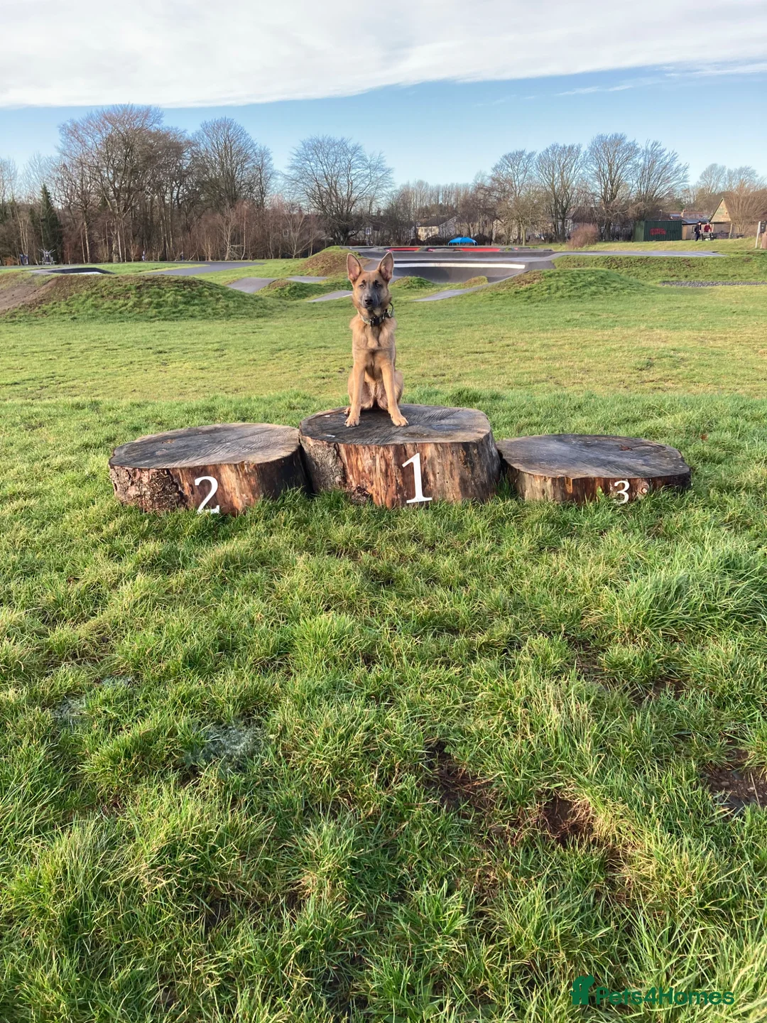 German Shepherd dogs for sale: Female German Shepherd in Ellon - Advert 2