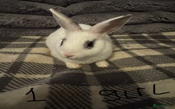 Mixed Breed rabbits for sale: Rabbits for sell. - Image 1