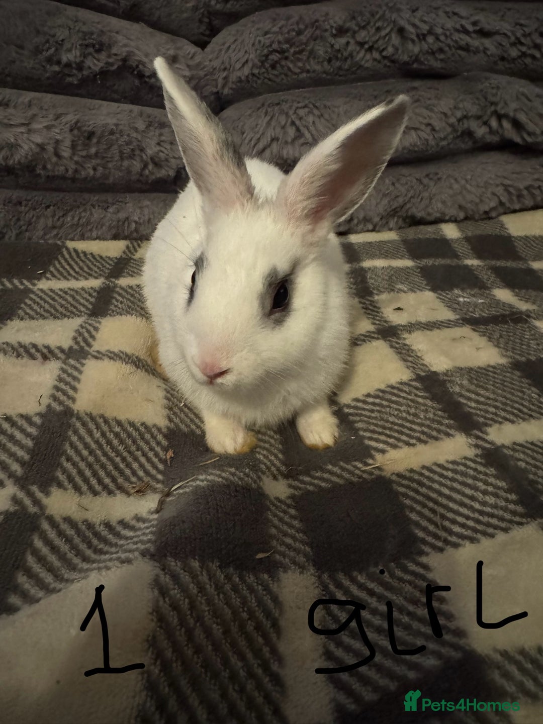 Mixed Breed rabbits for sale: Rabbits for sell. - Image 1