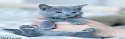 Russian Blue cats for sale: Adorable Russian Blue Kittens. - Advert 30