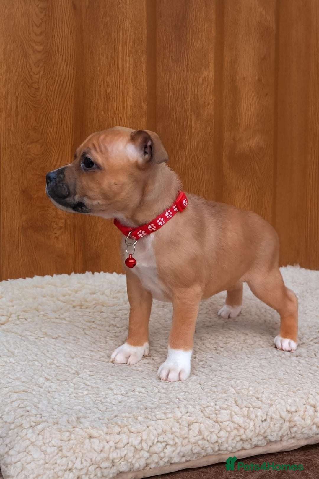 Staffordshire Bull Terrier dogs for sale: RED & WHITE SHORT & STOCKY TYPE PUPS AVAILABLE  - Advert 8