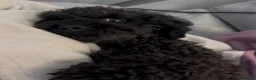 Toy Poodle dogs for sale: Narla is looking for a loving home in Enfield - Advert 9