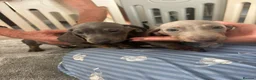 Dachshund dogs for sale: 6 beautiful miniture dachshund - Advert 11