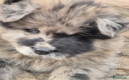 Chow Chow dogs for sale: 🩷🩵ONLY THREE GIRL chow chows left ready to go🩵 - Image 2
