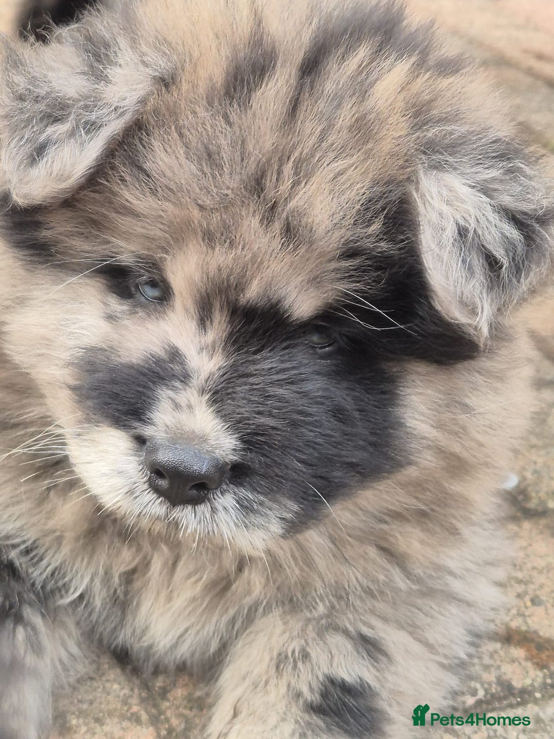 Chow Chow dogs for sale: 🩷🩵ONLY THREE GIRL chow chows left ready to go🩵 - Image 2