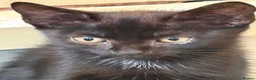 Mixed Breed cats for sale: Pls call  **   don't have time to check msg in Hinckley - Advert 6