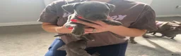 Staffordshire Bull Terrier dogs for sale: Four stunning blue Staffordshire bull terriers - Advert 4