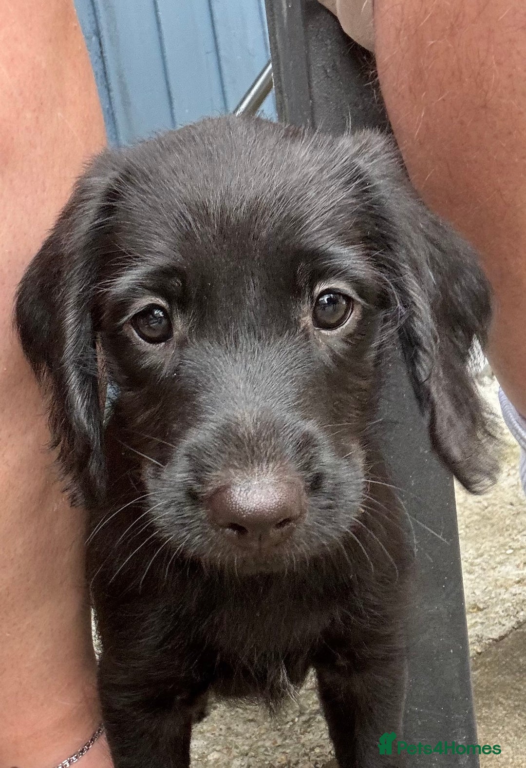 Labradoodle dogs for sale: Male Labradoodle  - Image 1