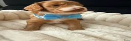 Mixed Breed dogs for sale: Stunning Australian Labradoodle Puppies  - Advert 27