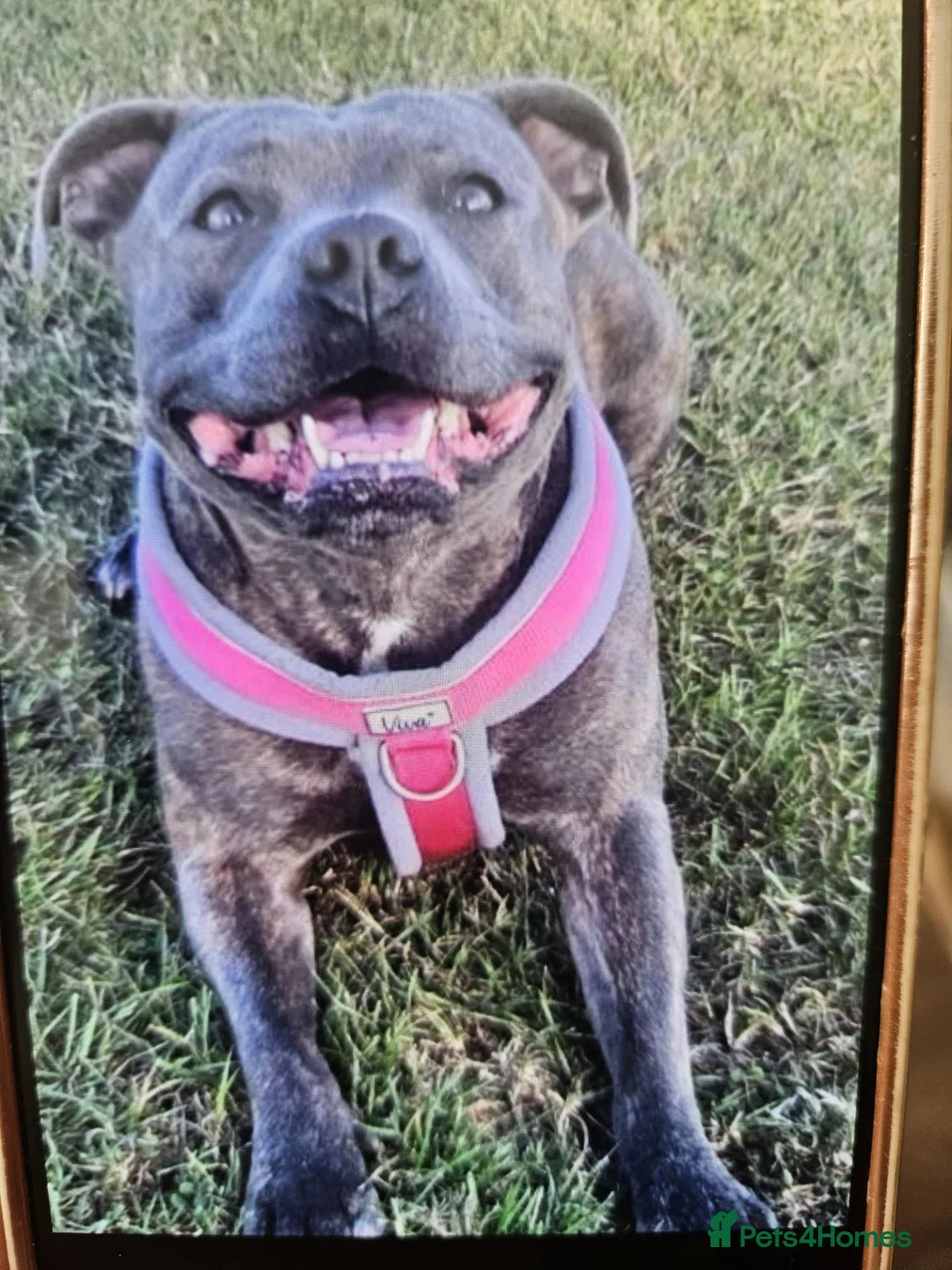 Staffordshire Bull Terrier dogs for sale: Stunning blue staffy pups - Advert 1