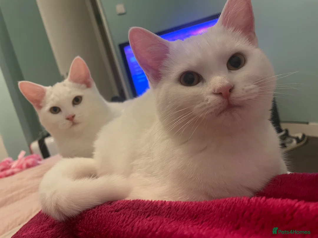 Mixed Breed cats for sale: 2 Female Kittens in Aberdeen - Advert 1