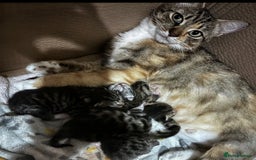 Mixed Breed cats for sale: Gorgeous kittens ready now 😍 x1 boy x2 girls  - Image 11