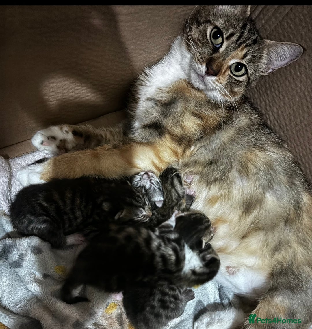Mixed Breed cats for sale: Gorgeous kittens ready now 😍 x1 boy x2 girls  - Image 11