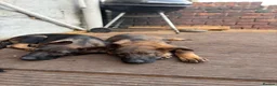 German Shepherd dogs for sale: Working Line GSD × Belgian Puppies – Ready Now - Advert 3