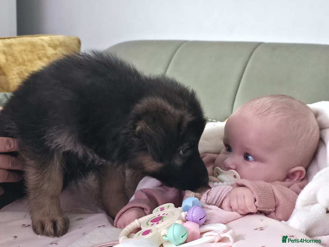 German Shepherd dogs for sale: KC Reg. Amazing Beautiful Girls Awaiting A Home ❤️ - Image 13