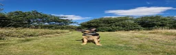 German Shepherd dogs for sale: German Shepherd  in Bilston - Advert 9