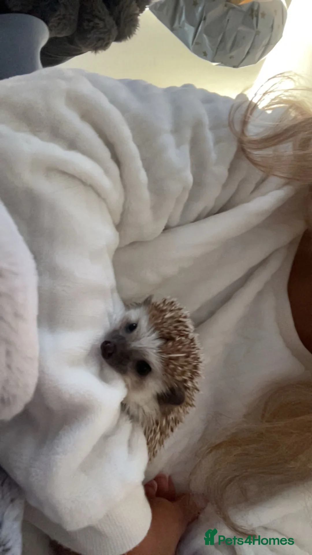 Pygmy Hedgehog rodents for sale: Year old Pygmy Hedgehog  - Advert 2