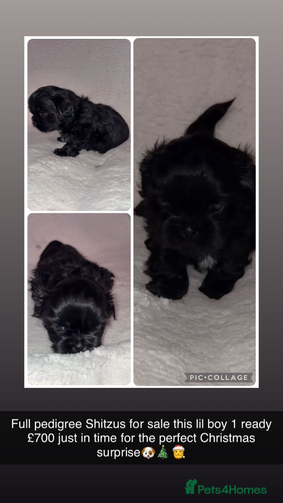 Shih Tzu dogs for sale: Beautiful Shih Tzu for sale  - Advert 5