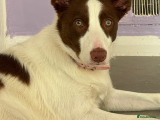 Mixed Breed dogs Macey young beautiful girl in Coalville - Advert 9