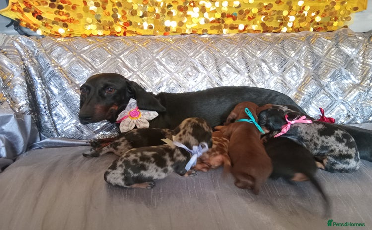 Miniature Dachshund dogs - Advert 1