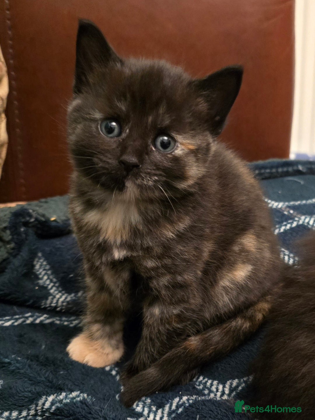 Mixed Breed cats for sale: Beautiful Kittens  - Image 29